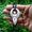 bone bali Craft