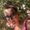 cladie