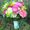 Vermont Country Flowers