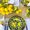yellow candy