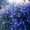 Sandy Marcum