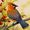 Waxwing
