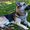 Northwind Kennels