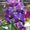 Aloha Hawaii Orchids