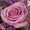 Sheri Abernathy