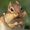 Rampaging Chipmunk