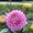 S Gabanaitiene