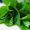 Menta Eucalipto