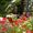 Coquelicot