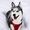 Ms. Laika The Husky