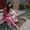 Amna Sherjil