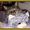 TheMaineCoonCat