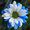 Carole Mitchell