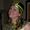 Jenny Butrym