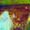 Dominic Schumann