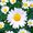 Sweet Daisy Sunrise