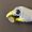 NaughtyGoose