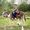 Donkey Listener