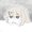 Chainwalker