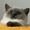 Robin CATS