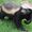 Honey Badger