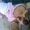 usagi kou