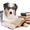 Dog Nutrition