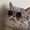 Cool Cat