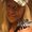 Tracey Luniewski