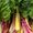 Loyal Locavore