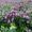 Lilac and Rosemary
