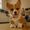Corgi Puppy
