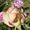 PrairieRose Mom