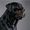 The Brain Dog | Dog Traning