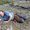 Jessica Jarvis