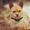 petcare