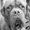 pupparazzi.com.au