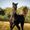 Aaleyah Black Arabians
