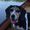 lilybeagle7