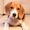 Dog Care