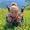 Roaming Nanny