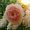 Arachne's Gallery-Forgotten Roses