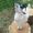White Goat