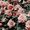 xoBlossom