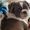 Heartpawsgirl P