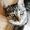 CattyCornBow