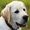 Labrador Training HQ