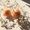 Plutoschild