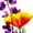 Phyllis Chapman