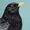 Amsel